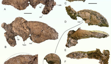 Skull remains of Diatryma geiselensis from the Middle Eocene of the Geisel valley, Germany. Scale bars - 5 cm. Image credit: Mayr et al., doi: 10.26879/1438.