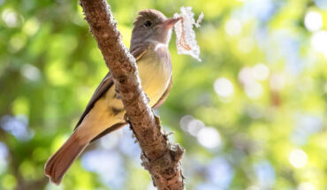 The great-crested flycatcher (Myiarchus crinitus) is notorious for using shed snake skin in its nest construction. Image credit: Barbara Taylor / Macaulay Library.