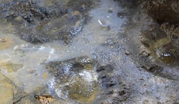 Cave bear footprints in Honseca Cave, Spain. Image credit: Rodríguez et al., doi: 10.1080/10420940.2024.2446153.