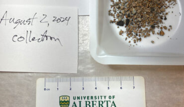 The fragments of the Charlottetown meteorite. Image credit: University of Alberta Meteorite Collection.