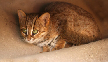 Prionailurus kurteni was as small as the rusty-spotted cat (Prionailurus rubiginosus). Image credit: David V. Raju / CC BY-SA 4.0.