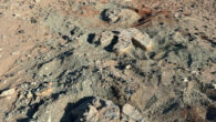 The footprints of a massive hadrosaurid dinosaur in the western Gobi Desert, Mongolia. Image credit: Okayama University of Science.
