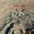 The footprints of a massive hadrosaurid dinosaur in the western Gobi Desert, Mongolia. Image credit: Okayama University of Science.