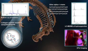 Tuinstra et al. used attenuated total reflectance (ATR)-FTIR and cross-polarized light microscopy (XPol) supplemented by two mass spectrometry (MS) techniques to elucidate the question of collagen endogeneity in Edmontosaurus sp. fossil bone. Image credit: Tuinstra et al., doi: 10.1021/acs.analchem.4c03115.