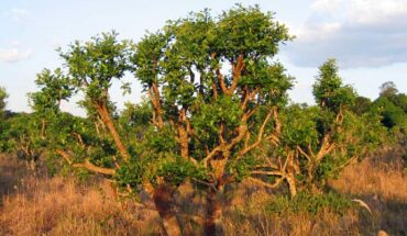 Vignale et al. report the first draft genome sequence for yerba mate and provide convincing evidence for the identity and characteristics of enzymes for caffeine biosynthesis. Image credit: Ilosuna / CC BY-SA 3.0.