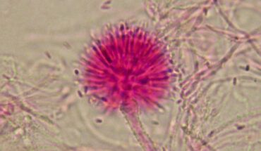 Gibellula attenboroughii. Image credit: Evans et al., doi: 10.3114/fuse.2025.15.07.