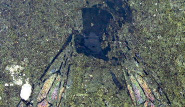 Leioproctus barrydonovani, habitus of part. Scale bar - 1 mm. Image credit: M.S. Engel & U. Kaulfuss, doi: 10.5252/zoosystema2025v47a3.