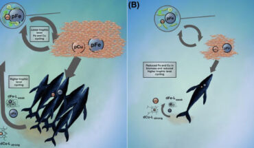 Disruption of iron and copper recycling from industrial whaling. Image credit: Monreal et al., doi: 10.1038/s43247-024-01965-9.