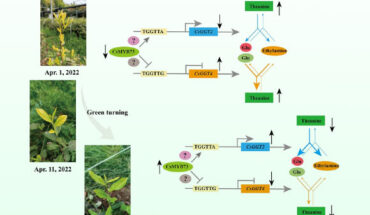 A proposed model for CsMYB73 negatively regulating the accumulation of theanine mediated by CsGGT2 and CsGGT4 in tea shoots of ‘Huangkui’ returning green from yellow. The blue arrows indicate theanine metabolism involved in CsGGT2. The orange arrows indicate the theanine metabolism involved in CsGGT4. The black arrows represent upregulated and downregulated gene expression and theanine content. The gray arrows represent a positive effect, and the gray vertical lines represent an inhibitory effect. Glu - glutamine; CsGGT2 and CsGGT4 - γ-glutamyl-transpeptidase from tea plants; CsMYB73 - transcription factor from tea plants. Ellipses embedded with question marks represent unverified regulatory factors that may participate in this model. During the yellowing period of ‘Huangkui’ leaves, a significant suppression of CsMYB73 further inhibited the theanine hydrolase CsGGT2 activity, and activated the theanine synthase CsGGT4 activity, resulting in a higher level of theanine accumulated in tea shoots. As tea shoots transition from yellow to green, the upregulation of CsMYB73 leads to an enhancement in the activity of theanine hydrolase CsGGT2, while simultaneously suppressing the synthesis of theanine by the theanine synthase CsGGT4. Consequently, this process culminates in a persistent reduction in the accumulation level of theanine in ‘Huangkui’ shoots. Image credit: Chang et al., doi: 10.1093/hr/uhae012.