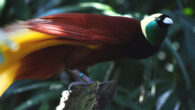 The greater bird-of-paradise (Paradisaea apoda). Image credit: Andrea Lawardi.