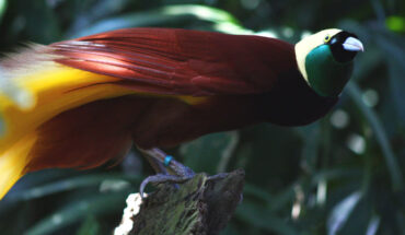 The greater bird-of-paradise (Paradisaea apoda). Image credit: Andrea Lawardi.