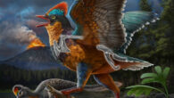 Baminornis zhenghensis. Image credit: Chuang Zhao.