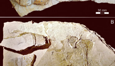 The Karlsruhe specimen: (A) original condition of the slabs prior to preparation; (B) slabs containing remains of the left arm and fragments of the right one after the first preparation. Image credit: Foth et al., doi: 10.3897/fr.28.131671.