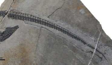 Holotype of Austronaga minuta discovered from Luoping, Yunnan, China, with the skull, anterior cervical vertebrae, and most of the caudal vertebrae preserved on a block. Image credit: Wang et al., doi: 10.19615/j.cnki.2096-9899.231013.