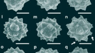 Palm phytoliths from the Eocene Giraffe locality (a-q) and modern phytoliths extracted from foliage of the coryphoid palm Trachycarpus fortunei. Image credit: Siver et al., doi: 10.1093/aob/mcaf021.