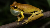 The whirring tree frog (Litoria revelata). Image credit: Stephen Mahony.