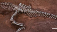 The fossilized skeleton of Xingxiulong yueorum. Image credit: Chinese Academy of Sciences.