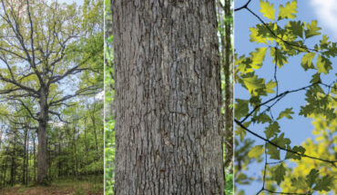 The Quercus alba individual sequenced for the genome assembly, growing at Star Hill Farm, Loretto, , Kentucky, the United States. Image credit: D. Larson.