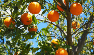 Samuthpongtorn et al. report that citrus intake and its components are prospectively associated with a lower risk of depression and altered abundance of 15 gut microbial species, including enriched Faecalibacterium prausnitzii. Image credit: Hans.