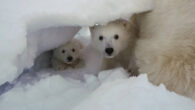 Archer et al. reveal the first detailed look at polar bear cubs emerging from their dens. Image credit: Jon Aars / Norwegian Polar Institute.