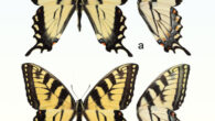 Papilio solstitius: (a) male, holotype and (b) female, allotype. Scale bar - 10 mm. Image credit: DeRoller et al., doi: 10.3897/zookeys.1228.142202.