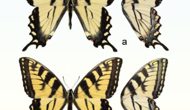 Papilio solstitius: (a) male, holotype and (b) female, allotype. Scale bar - 10 mm. Image credit: DeRoller et al., doi: 10.3897/zookeys.1228.142202.