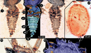 Lacewing larvae from 100-million-year-old Kachin amber. Image credit: Haug et al., doi: 10.1111/1744-7917.13509.