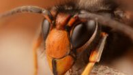 The Asian hornet (Vespa velutina). Image credit: Gilles San Martin / CC BY-SA 2.0.