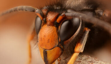 The Asian hornet (Vespa velutina). Image credit: Gilles San Martin / CC BY-SA 2.0.