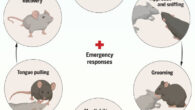 Mice have their own form of ‘first aid’ practices to help other mice in need. Image credit: Sun et al., doi: 10.1126/science.adq2677.