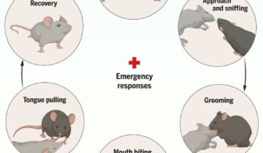 Mice have their own form of ‘first aid’ practices to help other mice in need. Image credit: Sun et al., doi: 10.1126/science.adq2677.