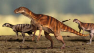 Ornithischian trackmakers of the ichnospecies Anomoepus scambus. Image credit: University of Queensland.