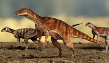 Ornithischian trackmakers of the ichnospecies Anomoepus scambus. Image credit: University of Queensland.
