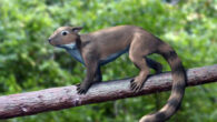 Life reconstruction of Shenshou lui, an extinct squirrel-like euharamiyidan species from the Middle Jurassic of China. Image credit: Nobu Tamura, http://spinops.blogspot.com.