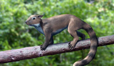 Life reconstruction of Shenshou lui, an extinct squirrel-like euharamiyidan species from the Middle Jurassic of China. Image credit: Nobu Tamura, http://spinops.blogspot.com.