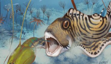 Tentative reconstruction of Clavusodens mcginnisi (modeled after Netsepoye) feeding on phyllocarid crustaceans on the sea floor of a crinoidal forest from the Joppa Member of the Ste. Genevieve Formation, with the ctenacanth Glikmanius careforum swimming overhead. Image credit: Benji Paysnoe / NPS Illustration.