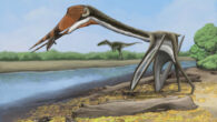 Speculative restoration of Infernodrakon hastacollis. Image credit: Jun-Hyeok Jang / CC BY-SA 4.0.