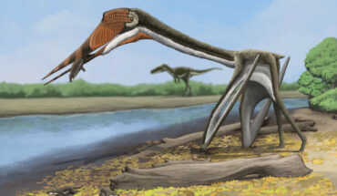 Speculative restoration of Infernodrakon hastacollis. Image credit: Jun-Hyeok Jang / CC BY-SA 4.0.
