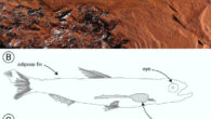 Habitus and fin positions of Ferruaspis brocksi. Scale bar - 8 mm. Image credit: McCurry et al., doi: 10.1080/02724634.2024.2445684.