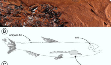 Habitus and fin positions of Ferruaspis brocksi. Scale bar - 8 mm. Image credit: McCurry et al., doi: 10.1080/02724634.2024.2445684.