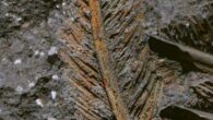 A 30,000-year-old fossilized feather of griffon vulture preserved with the volcanic rock from the Colli Albani volcanic complex, Rome, Italy. Image credit: Edoardo Terranova.