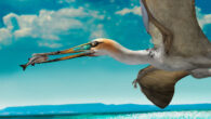 Life reconstruction of the ctenochasmatid pterosaur Gladocephaloideus jingangshanensis. Image credit: Zhao Chuang.
