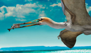 Life reconstruction of the ctenochasmatid pterosaur Gladocephaloideus jingangshanensis. Image credit: Zhao Chuang.