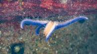 The common starfish (Asterias rubens) in Brofjorden at Govik, Lysekil municipality, Sweden. Image credit: W. Carter.