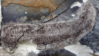Keurbos susanae. Image credit: Sarah Gabbott / University of Leicester.