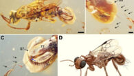 Sirenobethylus charybdis. Scale bars - 0.5 mm in (A), 0.3 mm in (B), 0.2 mm in (C). Image credit: Wu et al., doi: 10.1186/s12915-025-02190-2.