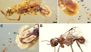 Sirenobethylus charybdis. Scale bars - 0.5 mm in (A), 0.3 mm in (B), 0.2 mm in (C). Image credit: Wu et al., doi: 10.1186/s12915-025-02190-2.