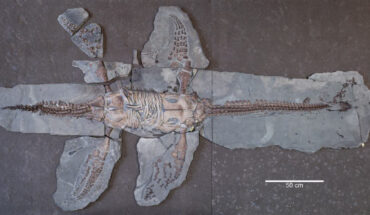 The MH 7 skeleton of Plesiopterys wildi in ventral view. Image credit: Marx et al., doi: 10.7717/peerj.18960.