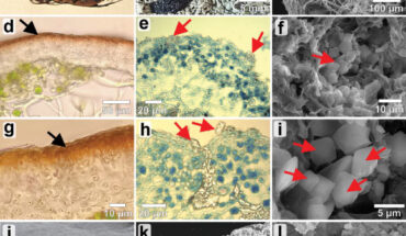 Morphological and anatomical characteristics of Cetraria aculeata (a, d, g, j) and Diploschistes muscorum (b, c, e, f, h, i, k, l). Image credit: Skubała et al., doi: 10.3897/imafungus.16.145477.