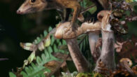 Dryolestes, a Late Jurassic relative of Cretaceous therian mammals. Image credit: James Brown / Pamela Gill / University of Bristol.